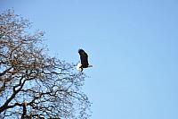 Bald Eagle Walk